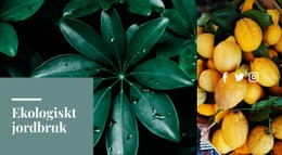 Färsk Ekologisk Citrus - Enkel Webbplatsmall