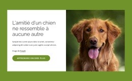 Maquette De Site Web Pour Les Chiens Sont Des Amis Incroyables Pour Les Gens