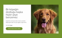 Köpekler Insanlar Için Inanılmaz Arkadaşlardır Için Web Sitesi Modeli