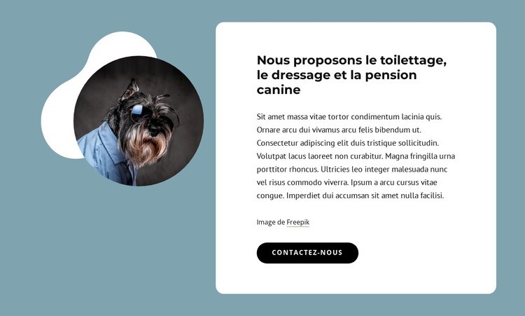 Nous proposons le toilettage canin Maquette de site Web