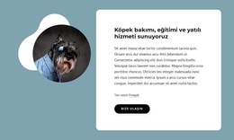 Köpek Bakımı Sunuyoruz - Özel WordPress Teması