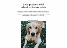 Tu Amigo Mas Fiel - Diseño De Sitios Web Gratuito