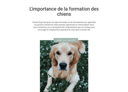 Inspiration De Site Web Pour Votre Ami Le Plus Fidèle