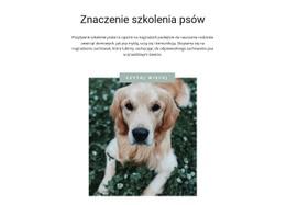 Twój Najbardziej Lojalny Przyjaciel - Piękny Szablon HTML5