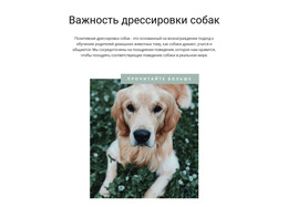 Ваш Самый Верный Друг