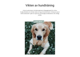 Din Mest Lojala Vän