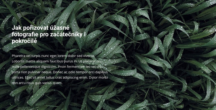 Název a text na krásné fotografii Téma WordPress