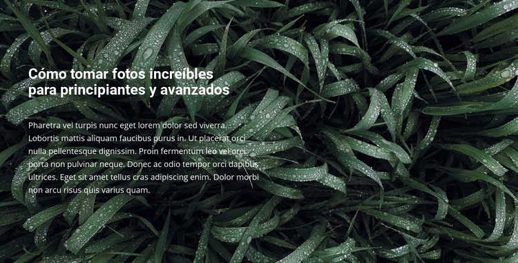 Título y texto en una hermosa foto Creador de sitios web HTML