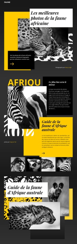 Photographie Photos - Conception Web Polyvalente