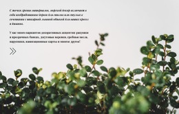 Уход За Растениями #Website-Builder-Ru-Seo-One-Item-Suffix