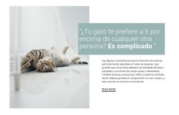 Cómo Cuidar A Un Gato Doméstico - Creador De Sitios Web