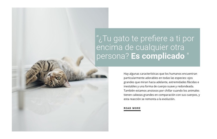 Cómo cuidar a un gato doméstico Maqueta de sitio web