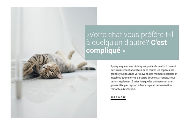 Comment prendre soin d'un chat domestique Maquette de site Web