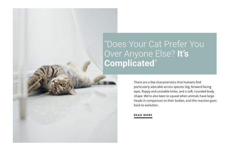 How to care for a domestic cat Squarespace Template Alternative