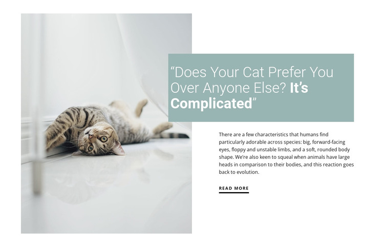 How to care for a domestic cat Web Design