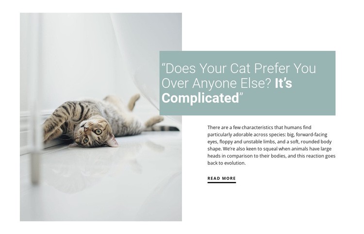 How to care for a domestic cat Web Page Design