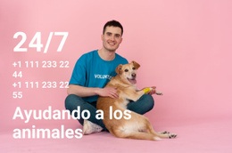 Maqueta De Sitio Web Más Creativa Para Ayuda A Los Animales Las 24 Horas Del Día, Los 7 Días De La Semana