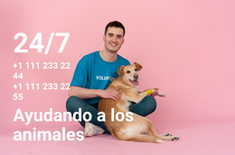 Ayuda A Los Animales Las 24 Horas Del Día, Los 7 Días De La Semana - Inspiración Del Tema De WordPress