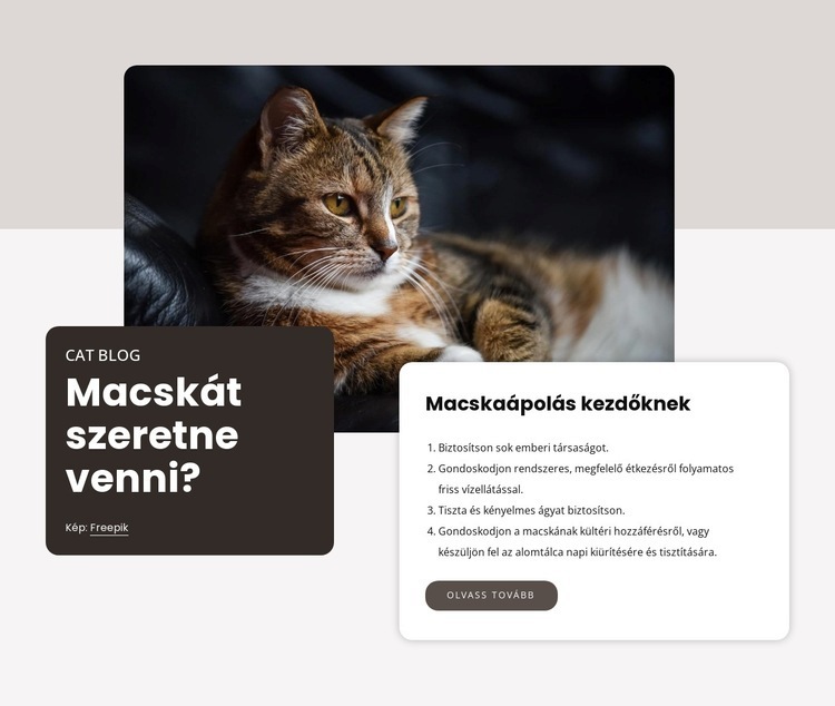 Ellenőrzőlista új macska beszerzéséhez Weboldal sablon