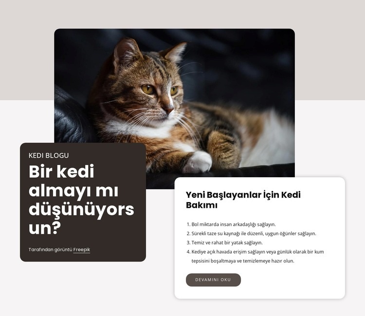 Yeni bir kedi almak için yapılacaklar listesi Açılış sayfası