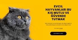 Evcil Hayvanları Mutlu Etmek