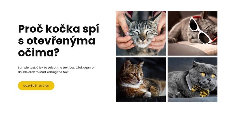 Fakta o kočkách Šablona HTML
