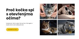 Fakta O Kočkách
