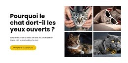 Faits Sur Les Chats Modèles De Site Web Pour Animaux De Compagnie