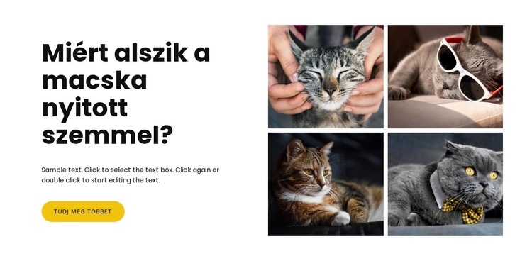 Tények a macskákról Weboldal tervezés