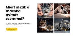 Tények A Macskákról – WordPress Téma