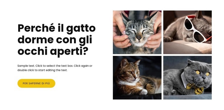 Fatti sui gatti Costruttore di siti web HTML