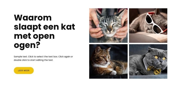 Feiten over katten Website mockup