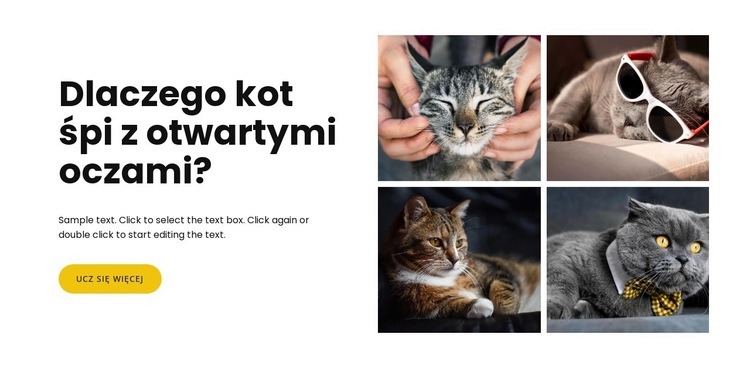 Fakty o kotach Makieta strony internetowej