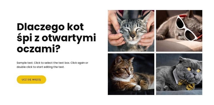 Fakty o kotach Projekt strony internetowej