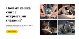 Факты О Кошках