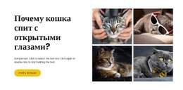 Факты О Кошках – Бесплатные Шаблоны