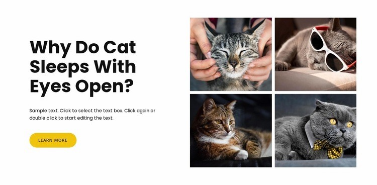 Fakta om katter Html webbplatsbyggare