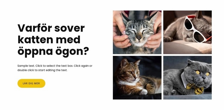 Fakta om katter HTML-mall