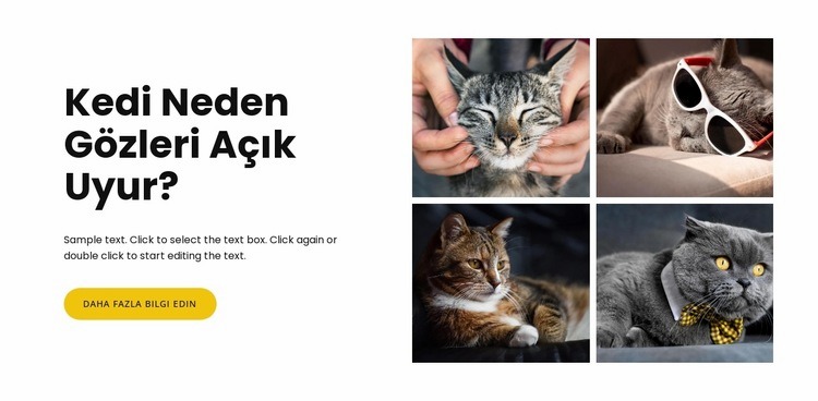 kediler hakkında gerçekler HTML5 Şablonu