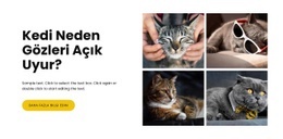 Kediler Hakkında Gerçekler Bir Sayfa Şablonu