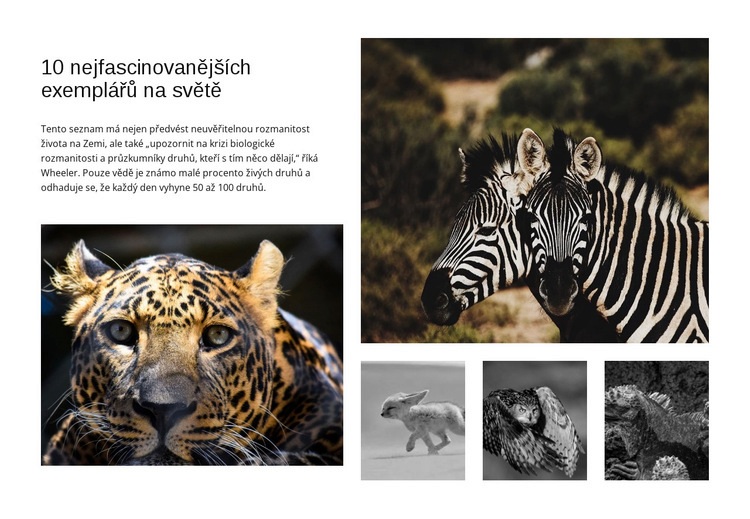 Poutavé fotografování divoké zvěře Šablona webové stránky