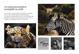 Ohromující Webový Design Pro Poutavé Fotografování Divoké Zvěře