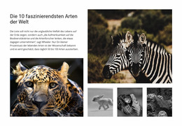 Engagierte Tierfotografie – Joomla-Template Kostenlos Responsive