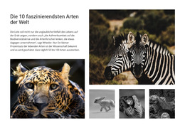 Engagierte Tierfotografie – Fertiges Website-Design