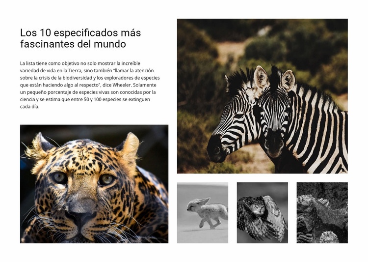 Involucrar la fotografía de vida silvestre Creador de sitios web HTML