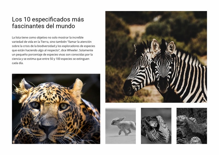 Involucrar la fotografía de vida silvestre Diseño de páginas web