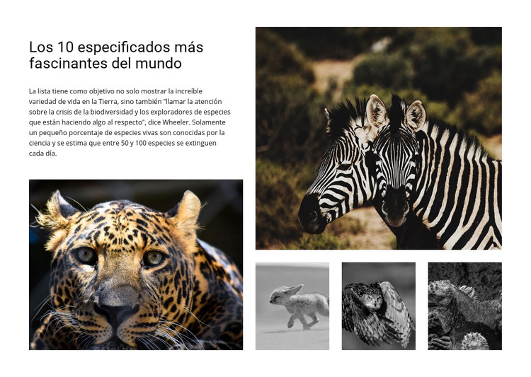 Involucrar la fotografía de vida silvestre Plantilla HTML
