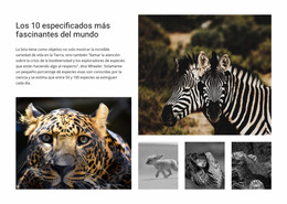 Involucrar La Fotografía De Vida Silvestre - Plantilla Joomla Adaptable Gratuita