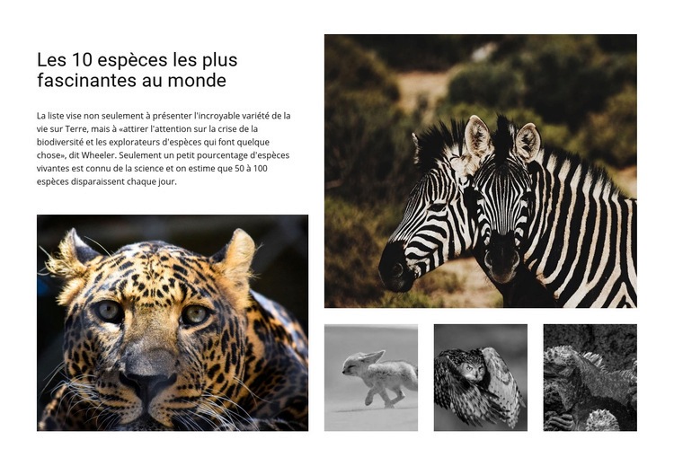 Engager la photographie animalière Modèles de constructeur de sites Web