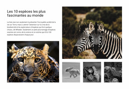 Engager La Photographie Animalière – Modèle Joomla Réactif Et Gratuit